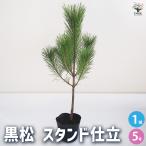 黒松 スタンド仕立 観葉植物 5号鉢/1個売り 正月飾り お正月 門松 角松 迎春 飾り 寄植 寄せ植え 飾り葉牡丹 葉ボタン アレンジ
