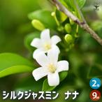 観葉植物矮性ゲッキツシルクジャスミ...