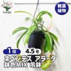 観葉植物ネペンテスアラータ鉢色mi...