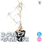 ユーフォルビア ヘディオトイデス 観葉植物 2.5号/お買い得2個セット 花…
