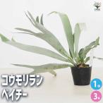 コウモリラン ベイチー 観葉植物 3号/1個売り 観葉植物 コウモリラン Platycerium ビカクシダ プラティケリウム インテリア