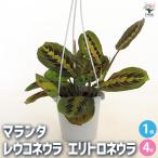 マランタ レコネウラ エリトロネウラ 観葉植物 4号/1個売り モンヨウショ…