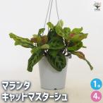 マランタ キャットマスターシュ 観葉植物 4号/1個売り モンヨウショウ 紋…
