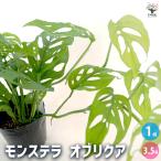 モンステラオブリクア観葉植物3.5...