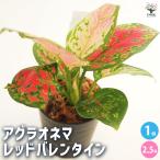 アグラオネマ レッドバレンタイン 観葉植物 2.5号/1個売り Aglaonema オフィス リビング 玄関 庭 屋内 インテリア 事務所