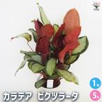 カラテア ピクツラータ 観葉植物 5号/1個売り リビング オフィス 事務所 インテリア 大型 おしゃれ オシャレ 育てやすい 御祝 お祝い