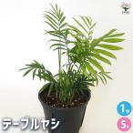 テーブルヤシ観葉植物5号/1個売り...