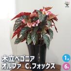 木立ベゴニア オルファ C.フォックス 観葉植物 6号/1個売り 観葉植物 インテリア オフィス リビング 玄関 庭 屋内 家 初心者 鉢植え