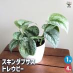 �X�L���_�v�T�X �g���E�r�[ �ϗt�A�� 4��/1���� �ϗt �K�[�f�j���O �C���e���A �C���e���A�O���[��