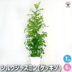 観葉植物シルクジャスミン観葉植物6...
