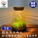 苔テラリウム 4〜5種寄せ植え LED付き 観葉植物 /1個売り おしゃれ オシャレ 可愛い 鑑賞 観賞 コンテナガーデン インテリア インテリアグリーン