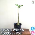 アデニウムアラビカムブラックジャイ...