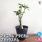 アデニウムアラビカムブラックステム...