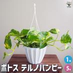  pothos teruno van pi- грузоподъемность горшок декоративное растение 5 номер /1 шт продажа . лист интерьер интерьер зеленый золотой pothos 