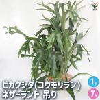 ビカクシダネザーランド吊り観葉植物...