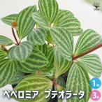 ペペロミアプテオラータ観葉植物3号...