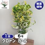 ショッピング観葉植物 クロトン カール 観葉植物 6号/1個売り リビング オフィス 事務所 インテリア 大型 おしゃれ 初心者 育てやすい ガーデニング 御祝 お祝い