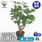 バオバブ セネガル産 観葉植物 2L/1