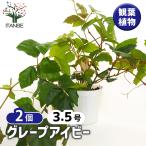 グレープアイビー (Cissus rhombifolia) 観葉植物 3.5号/お買い得2個セット リビング オフィス 事務所 インテリア 大型