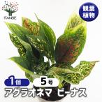 アグラオネマ ビーナス 観葉植物 5号/1個売り Aglaonema オフィス リビング 玄関 庭 屋内 インテリア 事務所