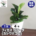 フィカス リラータ(カシワバゴム) 観葉植物 4号/1個売り リビング オフィス 事務所 インテリア お祝い 新築祝い 引越し祝い 結婚祝い 新生活