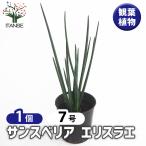 サンスベリアエリスラエ観葉植物7号...
