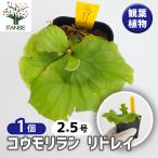 コウモリラン リドレイ 観葉植物 2.5号/1個売り Platycerium ビカクシダ プラティケリウム インテリア