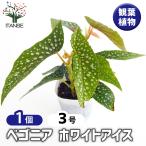 ベゴニア ホワイトアイス 観葉植物 3号/1個売り インテリア オフィス リビング 玄関 庭 屋内 家 初心者 鉢植え プレゼント