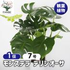 モンステラデリシオーサ観葉植物7号...