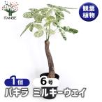パキラ ミルキーウェイ 観葉植物 6号/1個売り リビング オフィス 事務所 インテリア お祝い 新築祝い 引越し祝い 結婚祝い 新生活