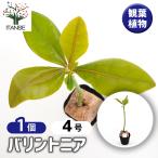 バリントニア 観葉植物 4号/1個売り おしゃれ オシャレ 可愛い 鑑賞 観…