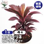 コルディリネ ピンクレディー 観葉植物 4号/1個売り 園芸品種 苗木 花木 植木 庭木 ガーデニング シンボルツリー 鑑賞