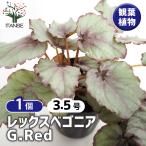 レックスベゴニア G.Red 観葉植物 3.5号/1個売り インテリア オフィス リビング 玄関 庭 屋内 家 初心者 鉢植え プレゼント
