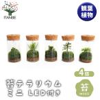 ショッピングテラリウム 苔テラリウム ミニ LED付き 苔 観葉植物 /お買い得4個セット おしゃれ オシャレ 可愛い 鑑賞 観賞 コンテナガーデン インテリア