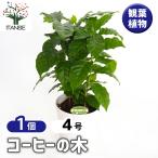 コーヒーの木 観葉植物 4号/1個売り 果樹の苗 果樹の苗木 コーヒー 珈琲