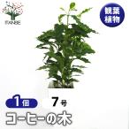 コーヒーの木 観葉植物 7号/1個売り 果樹の苗 果樹の苗木 コーヒー 珈琲