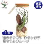 苔テラリウムチランジアカプトメデュ...