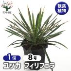 ユッカフィリフェラ観葉植物8号/1...
