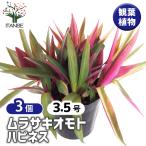 ムラサキオモトハピネス観葉植物3....