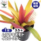 ムラサキオモトイエロースター観葉植...