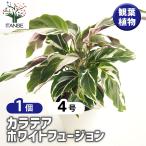 カラテア ホワイトフュージョン 観葉植物 4号/1個売り リビング オフィス 事務所 インテリア 大型 おしゃれ オシャレ 育てやすい 御祝 お祝い