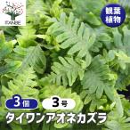 タイワンアオネカズラ 観葉植物 3号/お買い得3個セット インテリア インテ…