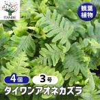 タイワンアオネカズラ 観葉植物 3号/お買い得4個セット インテリア インテ…