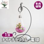 ナイトテラリウム 電球 観葉植物 4号/1個売り ガラス かわいい ぶら下げ クリップライト 卓上 キレイ きれい おしゃれ オシャレ 可愛い 鑑賞