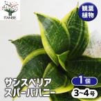サンスベリアスパーバハニー観葉植物...