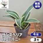 サンスベリアハニーバニー観葉植物3...