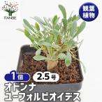 オトンナユーフォルビオイデス観葉植...
