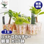  гидропоника . лист cup горшок декоративное растение /1 шт продажа гидропонная культура чистый санитария начинающий вода модный стиль симпатичный оценка .. интерьер 