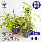 ネペンテス訳ありネペンテス観葉植物...