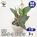  Hoya ( Sakura Ran )kauda-tasma тигр декоративное растение 3 номер /1 шт продажа . лист садоводство интерьер интерьер зеленый Sakura Ran воск план to